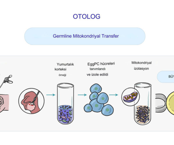 Otolog Mitokondriyal Transfer Nedir?